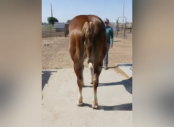 American Quarter Horse, Mare, 2 years, Chestnut