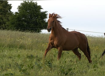 American Quarter Horse, Mare, 2 years, Chestnut-Red