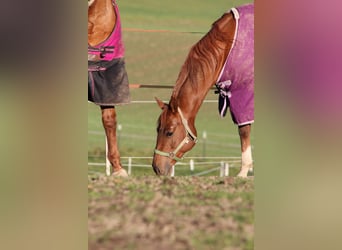 American Quarter Horse, Mare, 2 years, Chestnut-Red