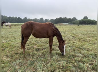 American Quarter Horse, Mare, 2 years, Chestnut-Red