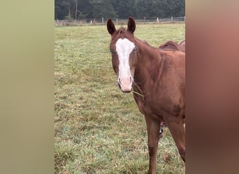 American Quarter Horse, Mare, 2 years, Chestnut-Red