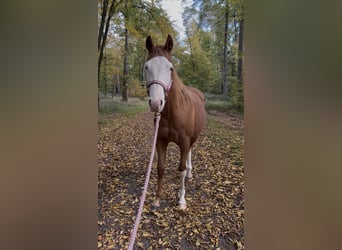 American Quarter Horse, Mare, 2 years, Chestnut-Red