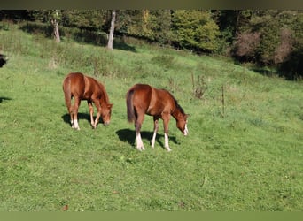 American Quarter Horse, Mare, 2 years, Chestnut-Red