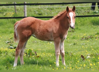 American Quarter Horse, Mare, 2 years, Chestnut-Red