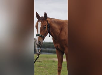 American Quarter Horse, Mare, 2 years, Chestnut-Red