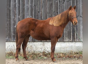 American Quarter Horse, Mare, 2 years, Chestnut-Red