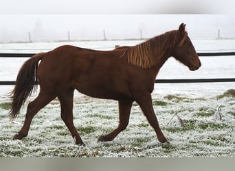 American Quarter Horse, Mare, 2 years, Chestnut-Red