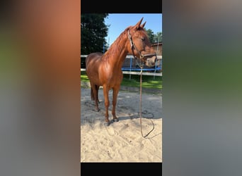 American Quarter Horse, Mare, 2 years, Chestnut-Red