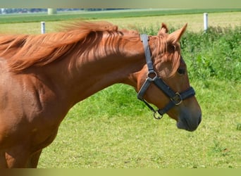 American Quarter Horse, Mare, 2 years, Chestnut-Red