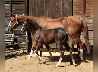 American Quarter Horse, Mare, 2 years, Chestnut