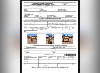 American Quarter Horse, Mare, 2 years, Dun