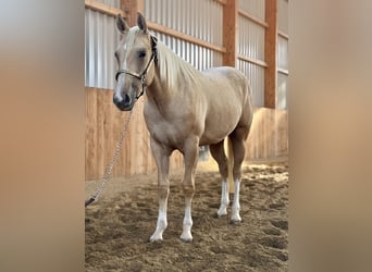American Quarter Horse, Mare, 2 years, Palomino