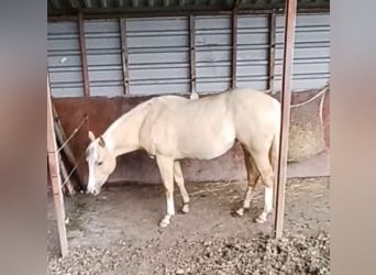 American Quarter Horse, Mare, 2 years, Palomino