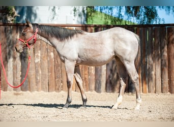 American Quarter Horse, Mare, 2 years, Roan-Bay