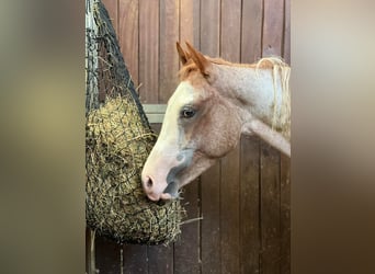 American Quarter Horse, Mare, 2 years, Roan-Red