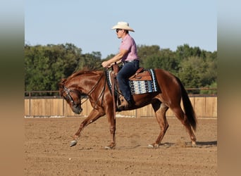 American Quarter Horse, Mare, 2 years, Sorrel