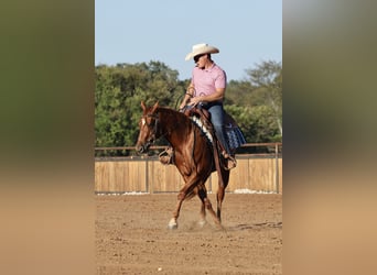 American Quarter Horse, Mare, 2 years, Sorrel