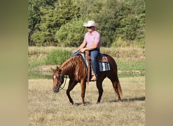 American Quarter Horse, Mare, 2 years, Sorrel