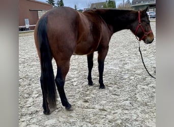 American Quarter Horse, Mare, 3 years, 13.2 hh, Brown
