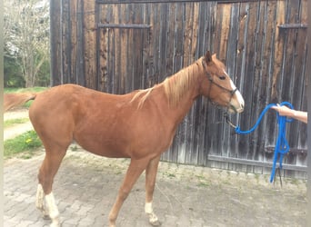 American Quarter Horse, Mare, 3 years, 13,2 hh, Chestnut-Red