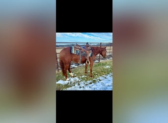 American Quarter Horse, Mare, 3 years, 13.3 hh, Sorrel