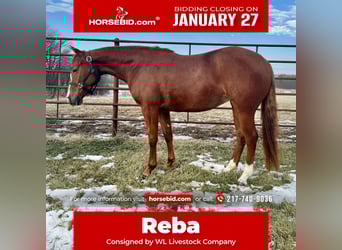 American Quarter Horse, Mare, 3 years, 13.3 hh, Sorrel