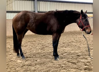 American Quarter Horse, Mare, 3 years, 13,2 hh, Brown