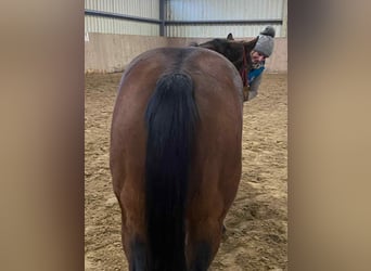 American Quarter Horse, Mare, 3 years, 13,2 hh, Brown