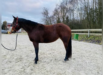 American Quarter Horse, Mare, 3 years, 13,2 hh, Brown