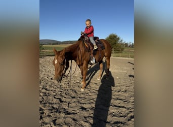 American Quarter Horse, Mare, 3 years, 13,2 hh, Sorrel