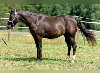 American Quarter Horse, Mare, 3 years, 14.1 hh, Black