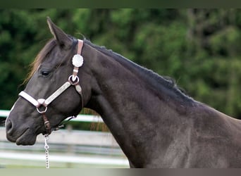 American Quarter Horse, Mare, 3 years, 14.1 hh, Black