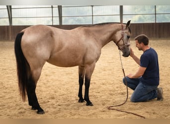 American Quarter Horse, Mare, 3 years, 14.1 hh, Buckskin