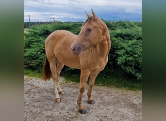 American Quarter Horse, Mare, 3 years, 14,1 hh, Champagne