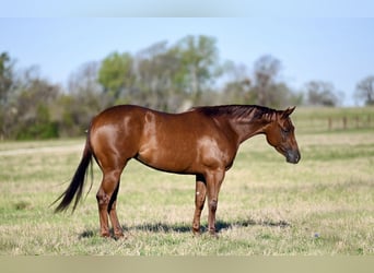 American Quarter Horse, Mare, 3 years, 14.1 hh, Chestnut