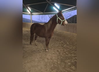 American Quarter Horse Mix, Mare, 3 years, 14,1 hh, Chestnut-Red