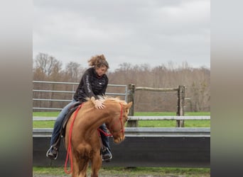 American Quarter Horse, Mare, 3 years, 14.1 hh, Chestnut-Red