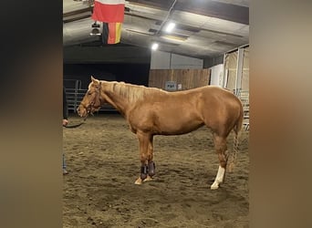 American Quarter Horse, Mare, 3 years, 14.1 hh, Chestnut-Red