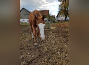 American Quarter Horse, Mare, 3 years, 14,1 hh, Chestnut