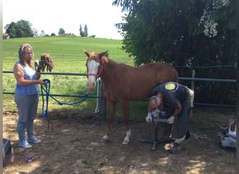 American Quarter Horse, Mare, 3 years, 14,1 hh, Chestnut