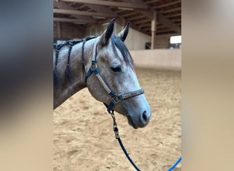 American Quarter Horse, Mare, 3 years, 14.1 hh, Gray