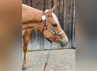 American Quarter Horse, Mare, 3 years, 14.1 hh, Palomino