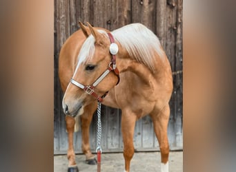 American Quarter Horse, Mare, 3 years, 14.1 hh, Palomino