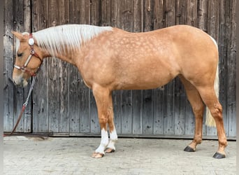 American Quarter Horse, Mare, 3 years, 14.1 hh, Palomino