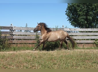 American Quarter Horse, Mare, 3 years, 14.1 hh, Red Dun