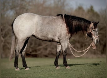 American Quarter Horse, Mare, 3 years, 14.1 hh, Roan-Blue