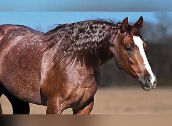 American Quarter Horse, Mare, 3 years, 14.1 hh, Roan-Red