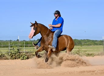 American Quarter Horse, Mare, 3 years, 14.2 hh, Bay