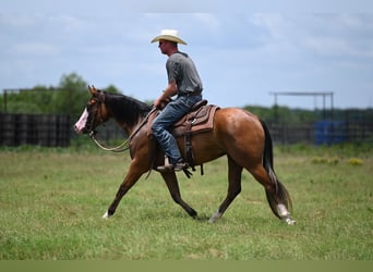 American Quarter Horse, Mare, 3 years, 14.2 hh, Bay