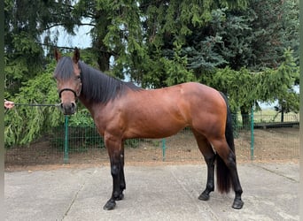 American Quarter Horse, Mare, 3 years, 14.2 hh, Brown